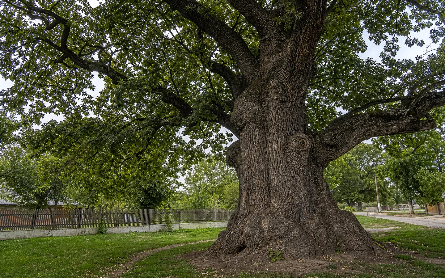 400 летний дуб в пос. Липкань, Бричень