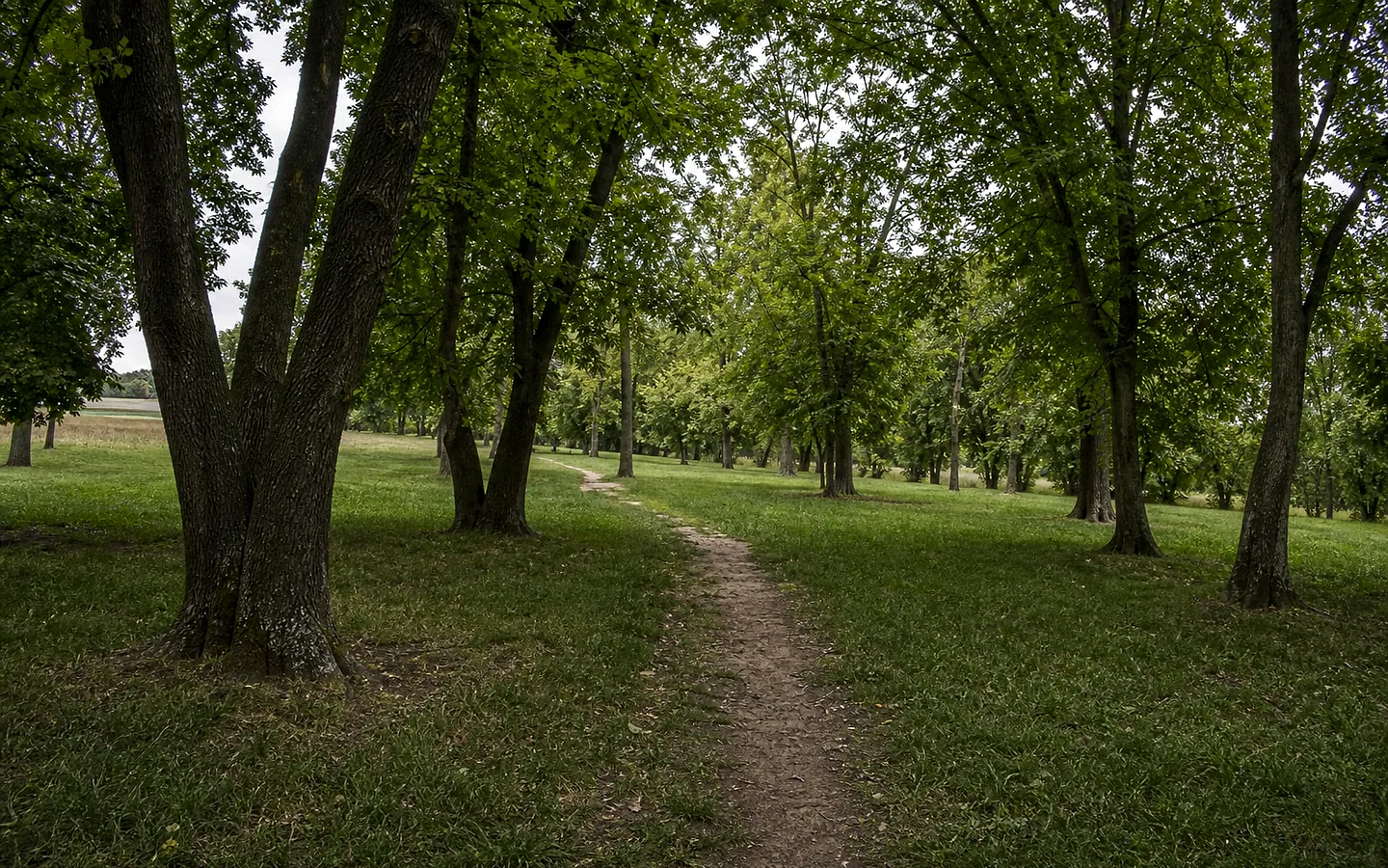 Парк в селе Редиул Маре, Дондушень